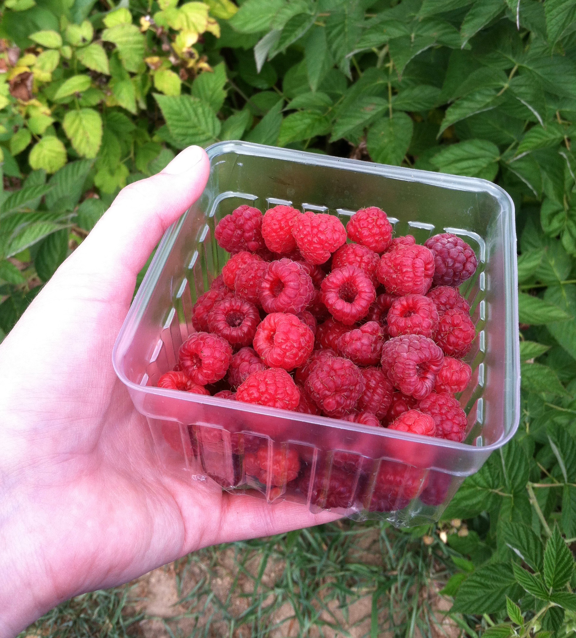Hoen's Orchard